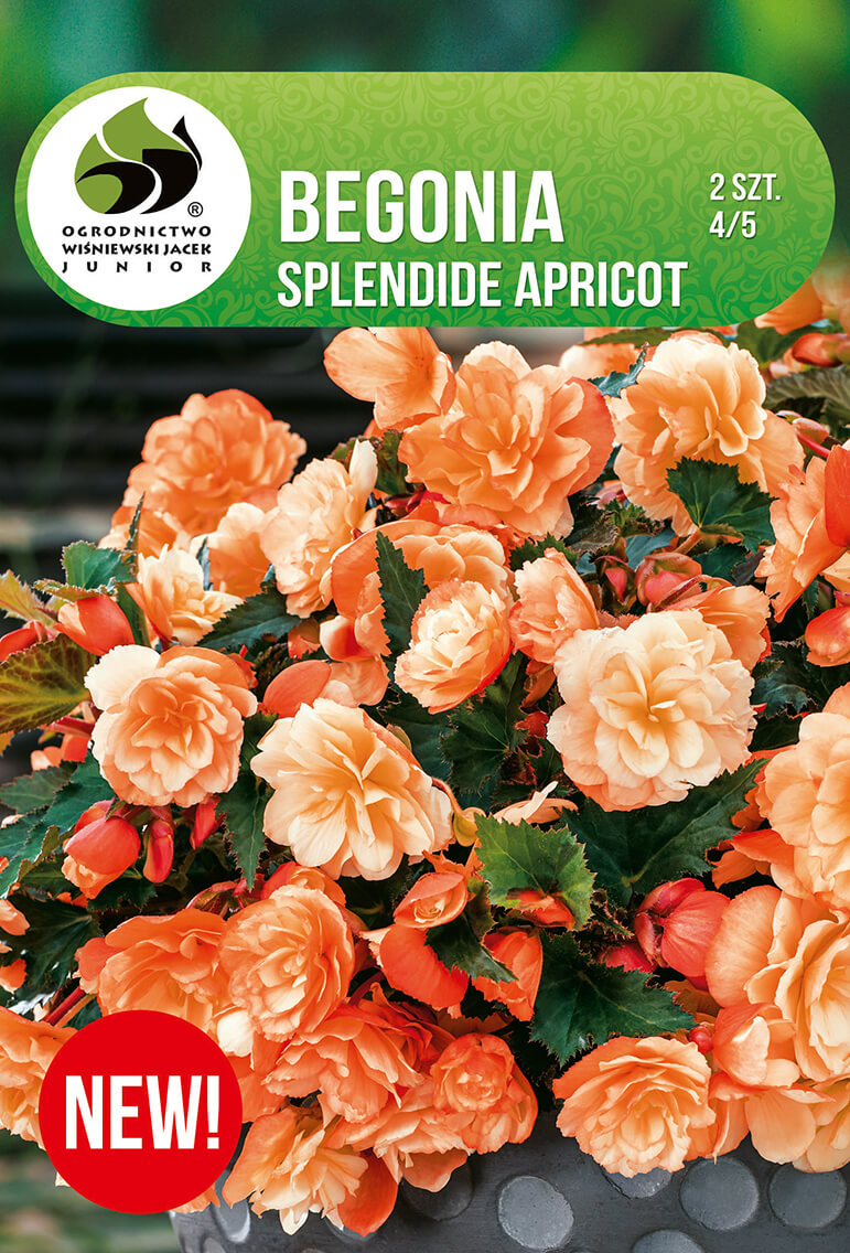 Begonia-Splendide-Apricot-1.jpg