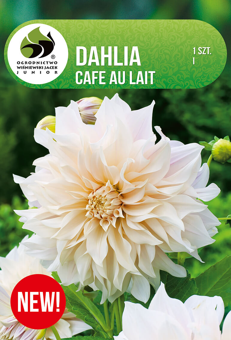 Dahlia-Cafe-au-Lait.jpg