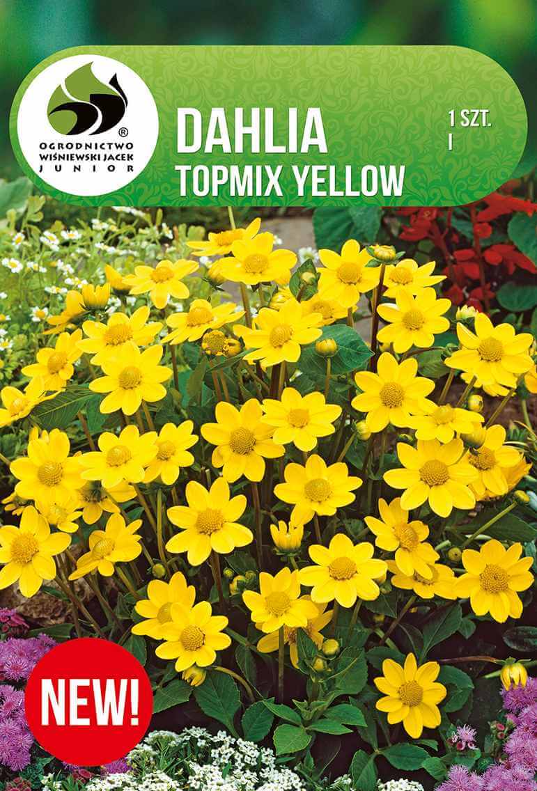 Dahlia-topmix-yellow.jpg
