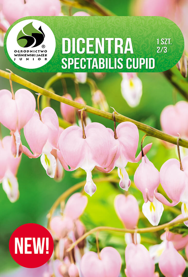 Dicentra-Spectabilis-Cupid.jpg