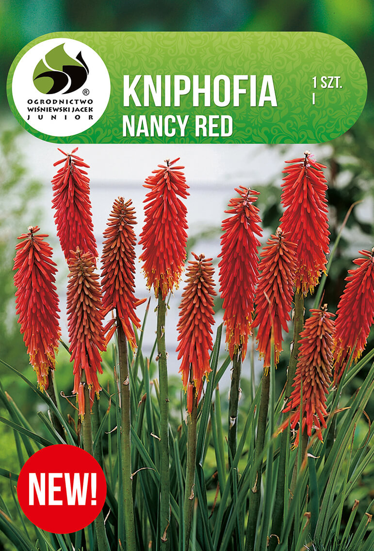 Kniphofia-Nancy-Red.jpg