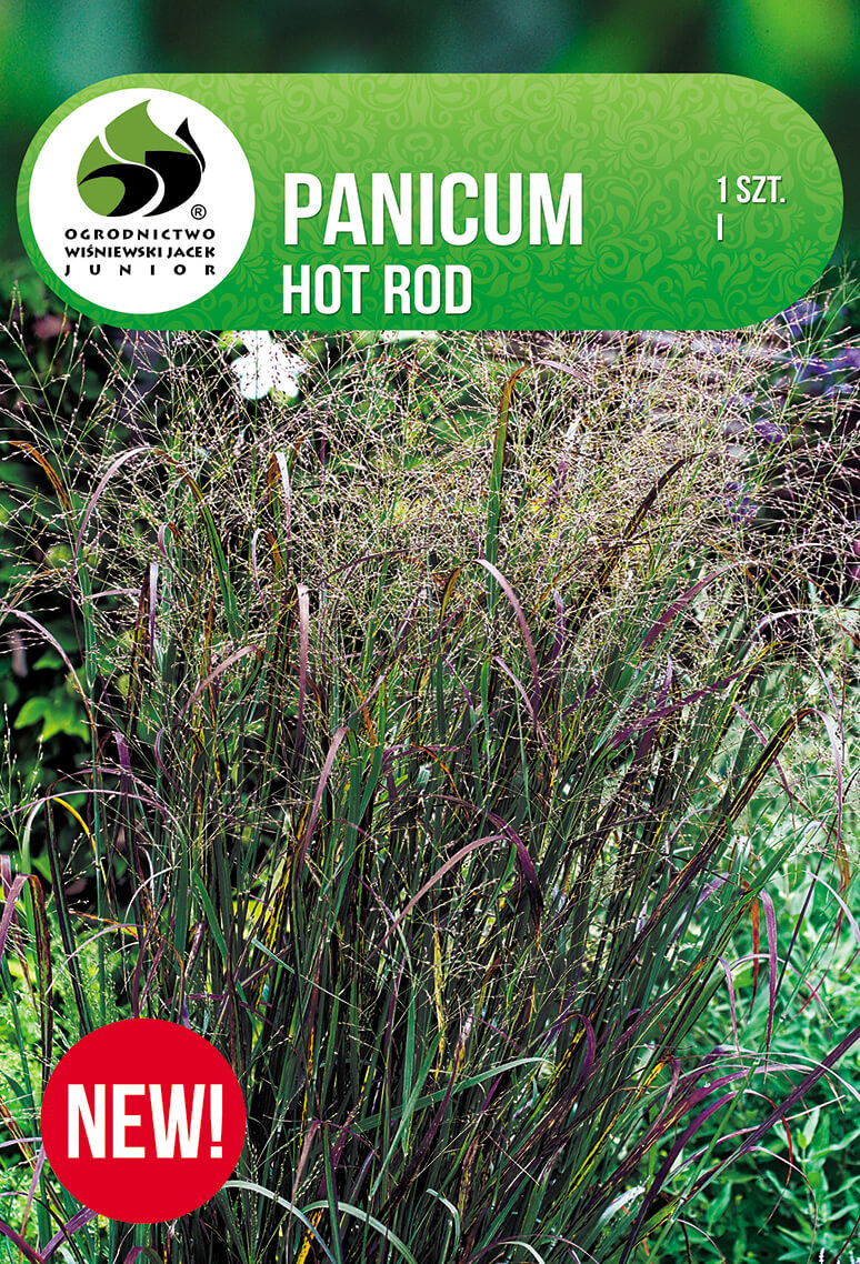 Panicum-Hot-Rod.jpg