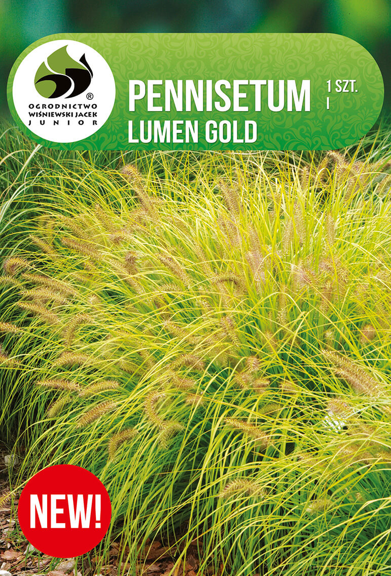Pennisetum-Lumen-Gold.jpg